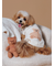 【CAT&DOG】ベアジャガードプルオーバー