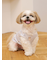【CAT&DOG】シーズー柄プルオーバー