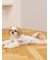【CAT&DOG】シーズー柄プルオーバー