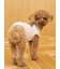 【CAT&DOG】スムーズィートイプードル柄ジャガードプルオーバー