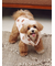 【CAT&DOG】中綿ベスト