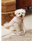 【CAT&DOG】中綿ベスト