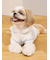 【CAT&DOG】スムーズィーXLサイズ２ボーダーフーディー
