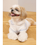 【CAT&DOG】スムーズィーXLサイズ２ボーダーフーディー