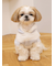 【CAT&DOG】スムーズィーXLサイズ２ボーダーフーディー