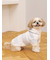 【CAT&DOG】スムーズィーXLサイズ２ボーダーフーディー
