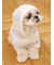 【CAT&DOG】スムーズィーXLサイズ２ボーダーフーディー