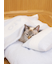 【CAT&DOG】ベビモコおふとんセットL