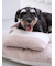 【CAT&DOG】ベビモコおふとんセットL