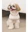 【CAT&DOG】スムーズィー２ボーダーフーディー