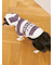 【CAT&DOG】スムーズィー２ボーダーフーディー