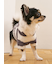 【CAT&DOG】スムーズィー２ボーダーフーディー