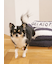 【CAT&DOG】ジェラートソファ型ベッドM