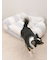 【CAT&DOG】ジェラートソファ型ベッドM