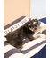 【CAT&DOG】ジェラートソファ型ベッドL