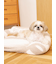 【CAT&DOG】ジェラートソファ型ベッドL