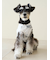 【CAT&DOG】シュナウザー柄カットソープルオーバー