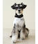 【CAT&DOG】シュナウザー柄カットソープルオーバー