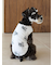 【CAT&DOG】シュナウザー柄カットソープルオーバー
