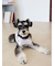 【CAT&DOG】シュナウザー柄カットソープルオーバー