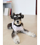 【CAT&DOG】シュナウザー柄カットソープルオーバー
