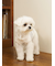 【CAT&DOG】ジェラートメランジ2ボーダープルオーバー