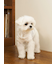 【CAT&DOG】ジェラートメランジ2ボーダープルオーバー