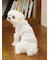 【CAT&DOG】ジェラートメランジ2ボーダープルオーバー