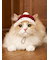 【HOLIDAY】【CAT&DOG】ベビモコサンタニットキャップ