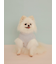 【CAT&DOG】ポメラニアジャガードプルーバー