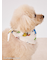 【SESAME STREET】【CAT＆DOG】バンダナ