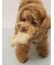 【CAT&DOG】アイスクリーム&ベア ラテックストイセット BOX付き