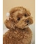 【CAT&DOG】サマーモチーフヘアゴム