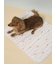 【CAT&DOG】【接触冷感】【抗菌防臭】 Coolingマット