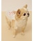 【CAT&DOG】【接触冷感】サマーベア柄プルオーバー