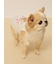 【CAT&DOG】【接触冷感】サマーベア柄プルオーバー