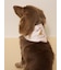 【CAT&DOG】サマーベア柄保冷剤入れバンダナ