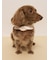【CAT&DOG】サマーベア柄保冷剤入れバンダナ