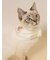 【CAT&DOG】サマーベア柄保冷剤入れバンダナ