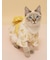 【CAT&DOG】浴衣
