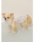 【CAT&DOG】【接触冷感】シロクマひんやりスイーツ柄 Coolingフリルプルオーバー