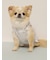【CAT&DOG】【接触冷感】シロクマひんやりスイーツ柄 Coolingフリルプルオーバー