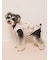 【CAT&DOG】【接触冷感】 ビーチ シュナウザー柄Coolingプルオーバー