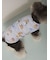【CAT&DOG】【接触冷感】 ビーチ シュナウザー柄Coolingプルオーバー