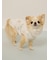 【CAT&DOG】【接触冷感】ビーチ マルチーズ ポメラニアン チワワ柄Coolingプルオーバー