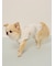 【CAT&DOG】【接触冷感】ビーチ マルチーズ ポメラニアン チワワ柄Coolingプルオーバー