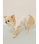 【CAT&DOG】【接触冷感】ビーチ マルチーズ ポメラニアン チワワ柄Coolingプルオーバー