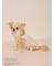 【PEANUTS】【CAT&DOG】【接触冷感】Coolingプルオーバー