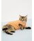 【HALLOWEEN】【CAT&DOG】パンプキンプルオーバー