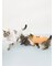 【HALLOWEEN】【CAT&DOG】パンプキンプルオーバー